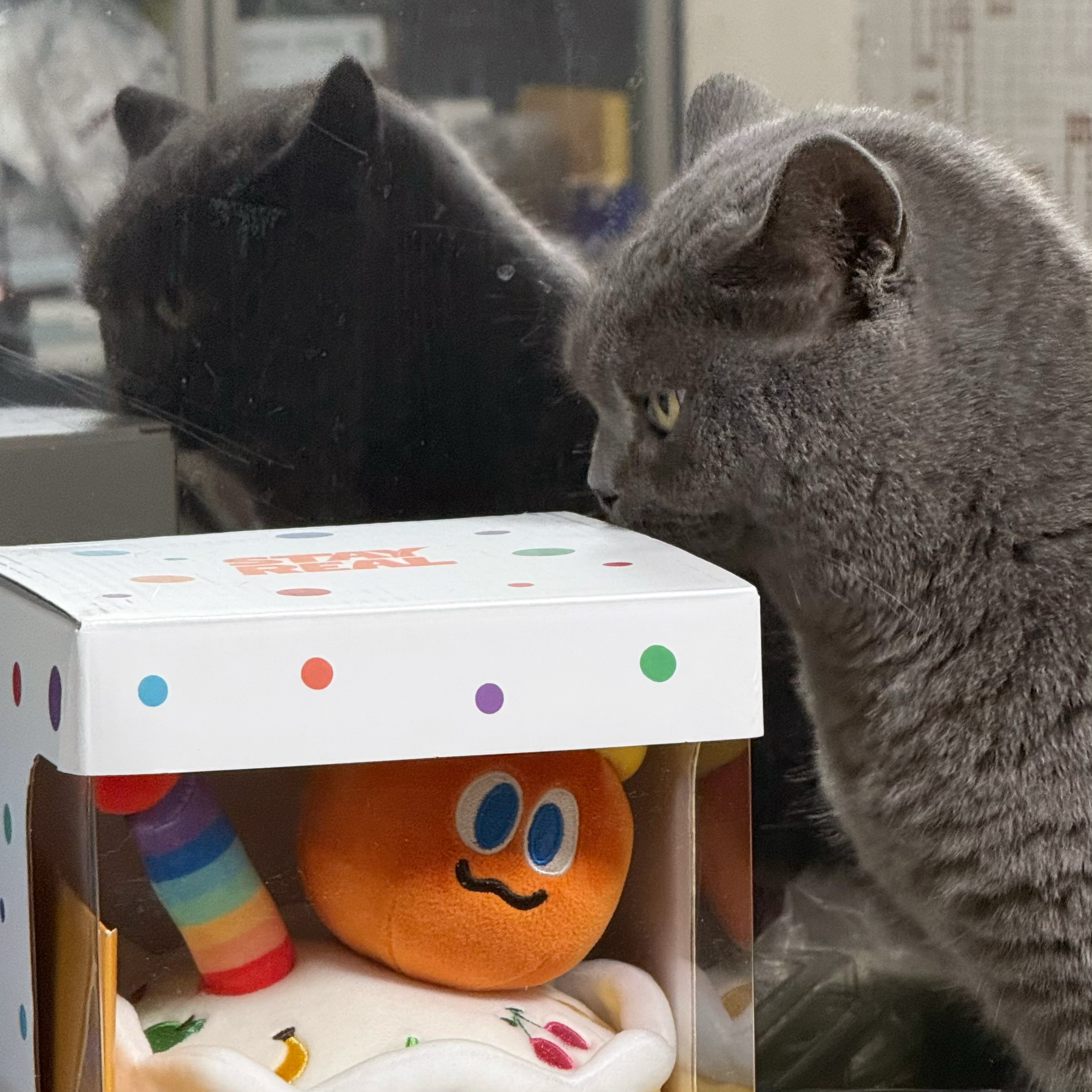 Cino